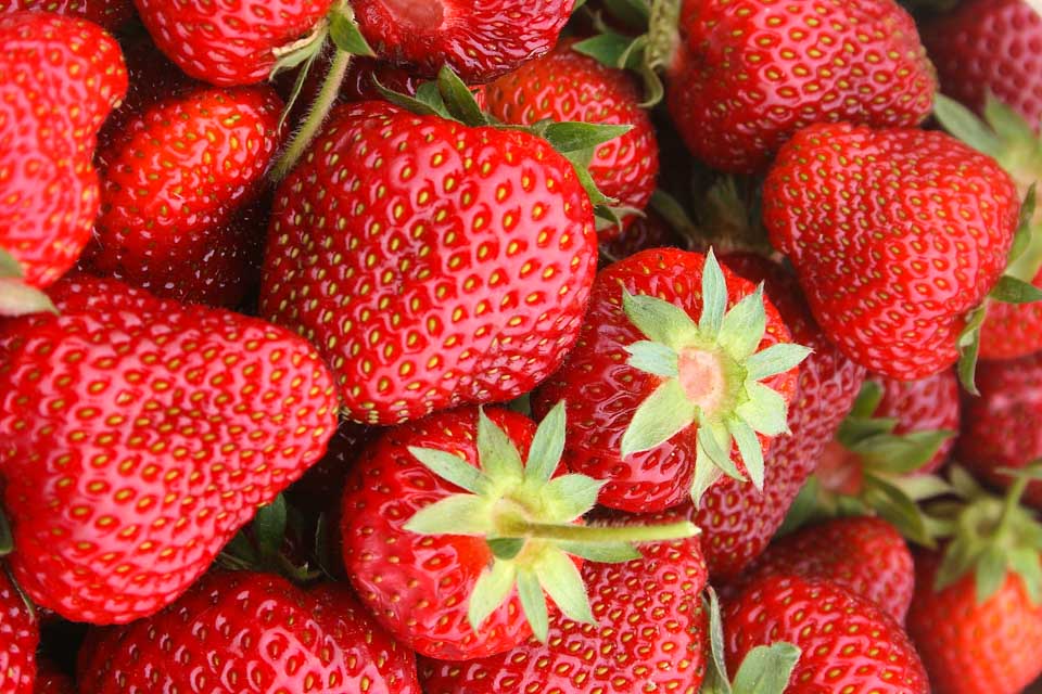 Wurzers Erdbeeren Erdbeerfeld Selberpflücken Bodensdorf Wieselburg Mostviertel