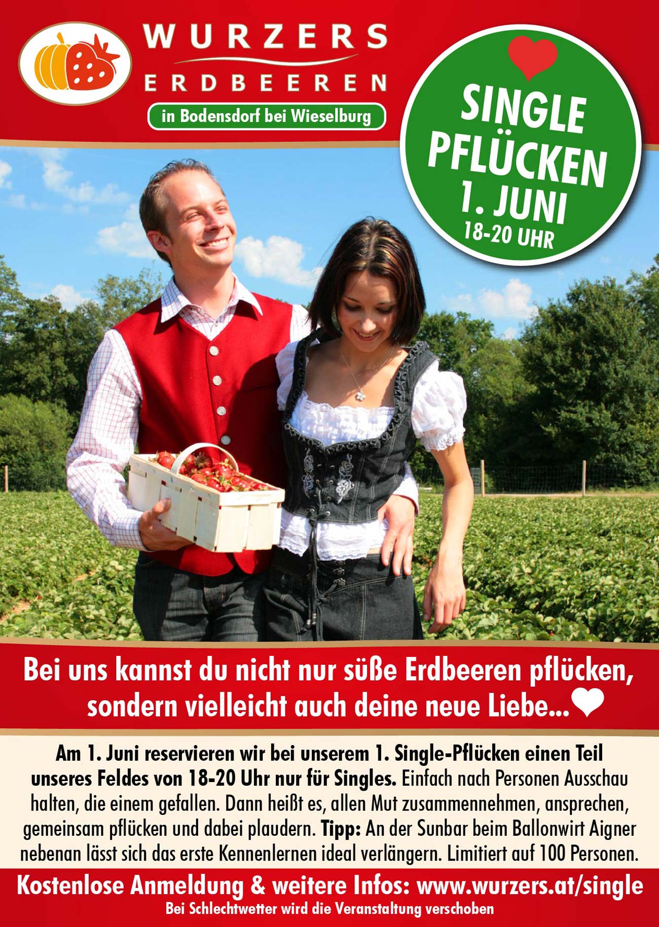 2. Singlepflücken auf Wurzers Heidelbeerfeld in Bodensdorf bei Wieselburg
