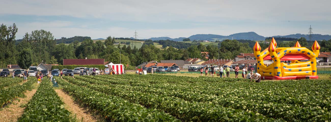Erdbeeren selberpflücken auf Wurzers Erdbeerfeld in Bodensdorf bei Wieselburg in Niederösterreich