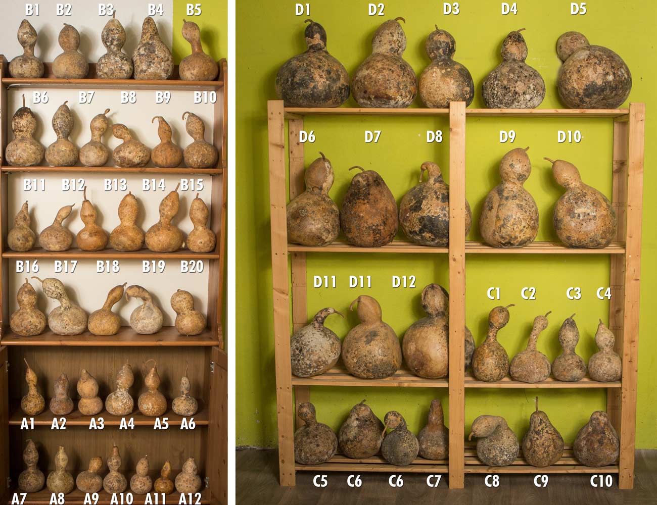 Getrocknete Flaschenkürbisse Kalebassen Feng Shui kaufen bestellen