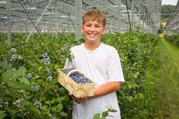 Wurzers Heidelbeeren selberpflücken in Bodensdorf bei Wieselburg