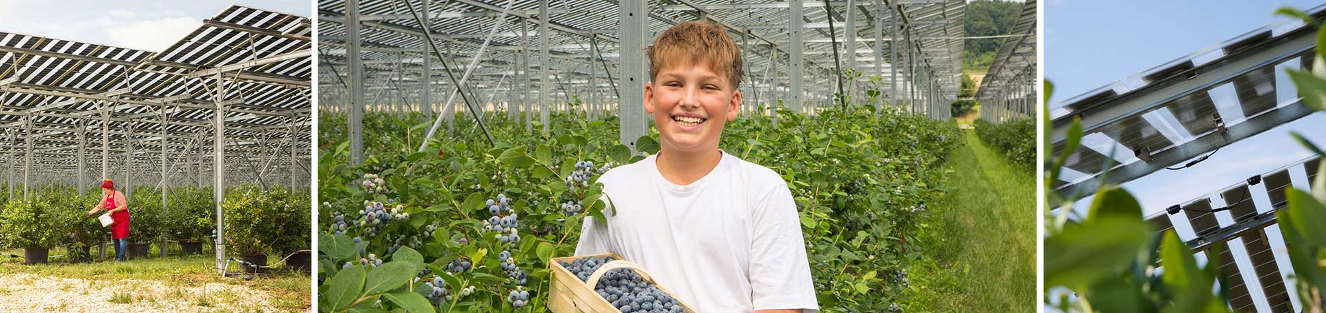 Heidelbeeren zum Selberpfl&uuml;cken in Wurzers Beerenparadies in Bodensdorf bei Wieselburg in Nieder&ouml;sterreich