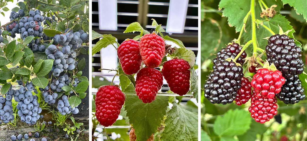Wurzers Beerenparadies mit Heidelbeeren, Himbeeren und Brombeeren in Bodensdorf bei Wieselburg