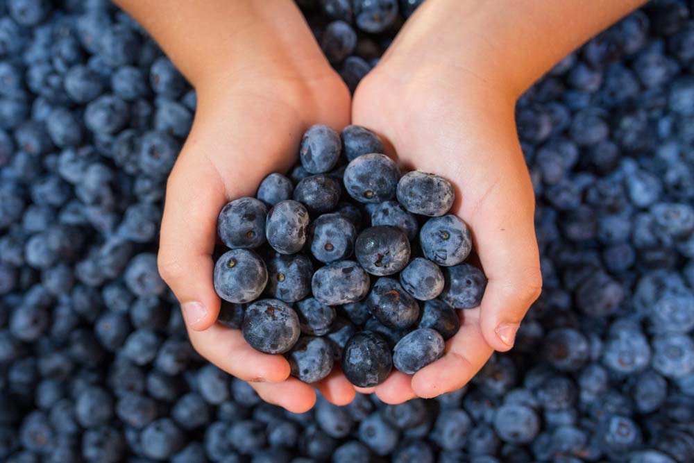 Wurzers Heidelbeeren aus Wieselburg in Niederösterreich