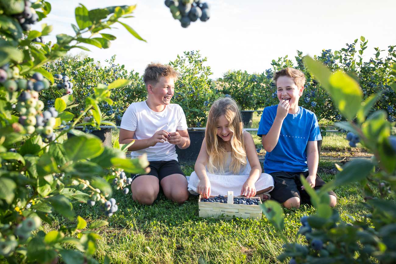 Wurzers Heidelbeeren selberpflücken in Bodensdorf bei Wieselburg