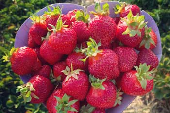 Wurzers Erdbeeren Herzschalen