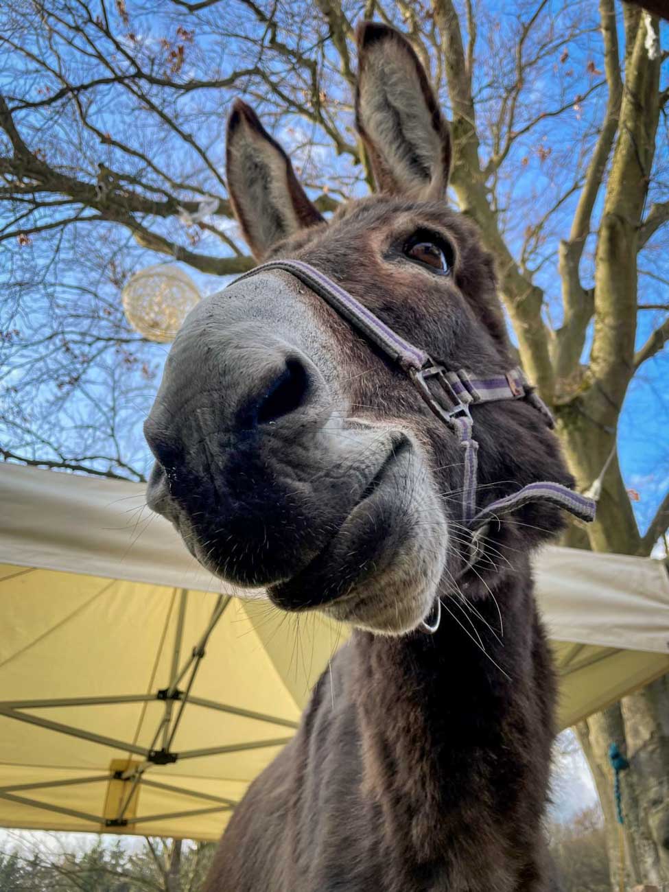 Christkindlmarkt auf der Schallaburg Adventmarkt Weihnachtsmarkt Mostviertel Niederösterreich